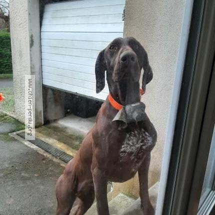 Photo de chien trouvé à Saint Pern