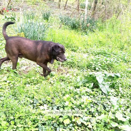 Photo de chien perdu à Ivry Sur Seine