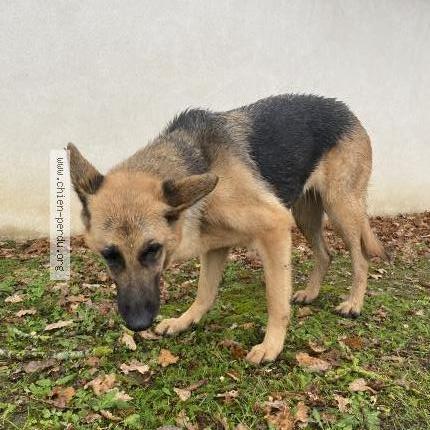 Photo 1/1 Chien retrouvé Trouvé à Chailly en biere