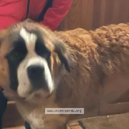 Photo de chien trouvé à Saires La Verrerie