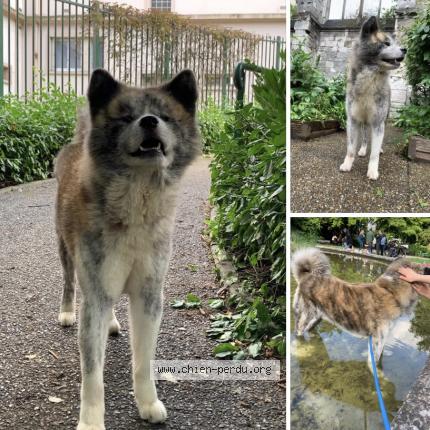 Photo 1/1 Chien retrouvé Perdu à Rouen