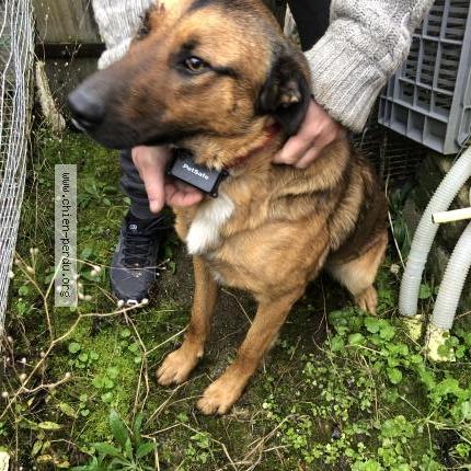 Photo 1/2 Chien retrouvé Trouvé à Temple sur lot