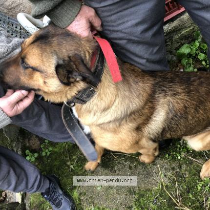 Photo 2/2 Chien retrouvé Trouvé à Temple sur lot