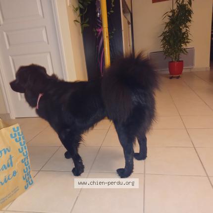 Photo 1/1 Chien retrouvé Trouvé à St christophe des bois