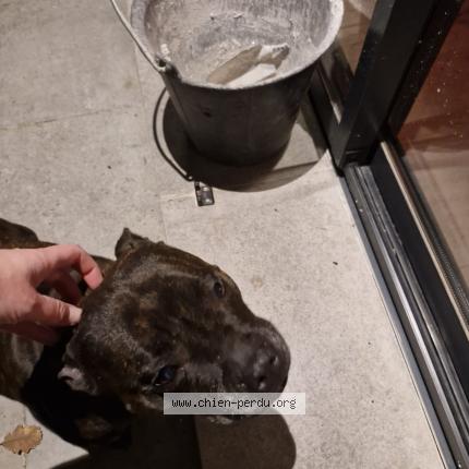 Photo 1/1 Chien retrouvé Trouvé à Utelle