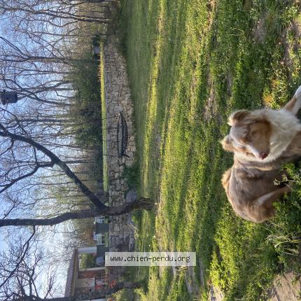 Photo 1/1 Chien retrouvé Perdu à St vallier de thiey