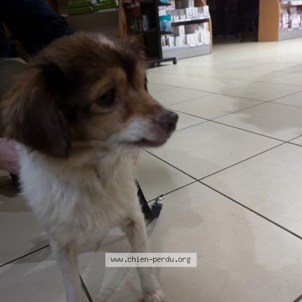 Photo 1/1 Chien retrouvé Trouvé à St joseph