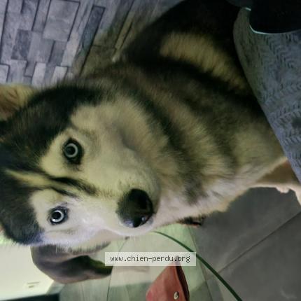 Photo 1/1 Chien retrouvé Perdu à Mauron