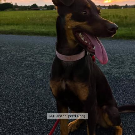 Photo 1/1 Chien retrouvé Perdu à Nesploy