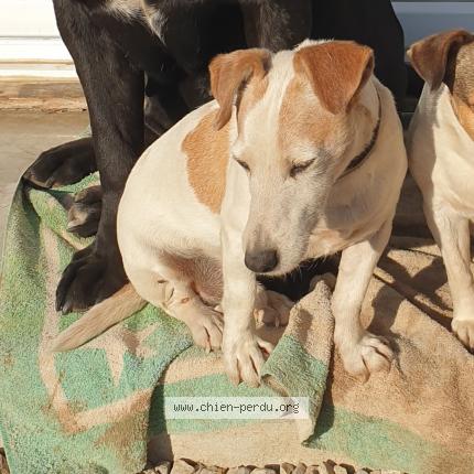 Photo 1/1 Chien retrouvé Perdu à Vauvert