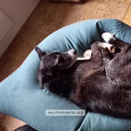 Photo 1/1 Chien retrouvé Perdu à La villeneuve sur vingeanne