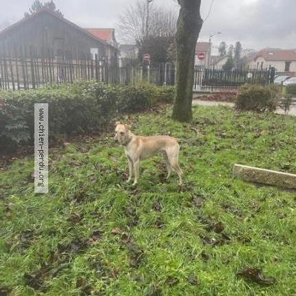 Photo 1/1 Chien retrouvé Trouvé à Villiers sur marne