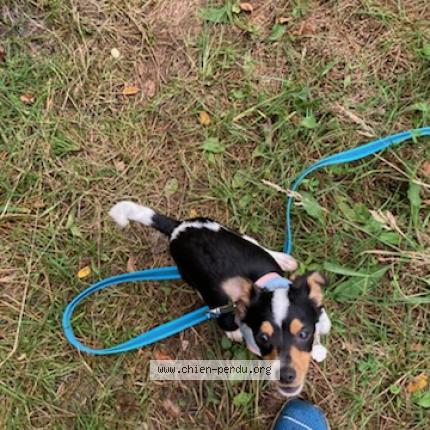 Photo de chien perdu à Cussac Fort Medoc