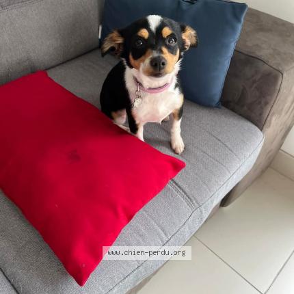 Photo 2/2 Chien retrouvé Perdu à Cussac fort medoc