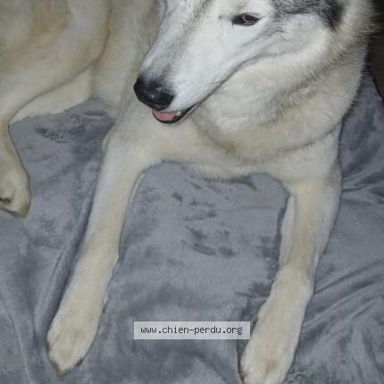 Photo de chien perdu à Muzillac