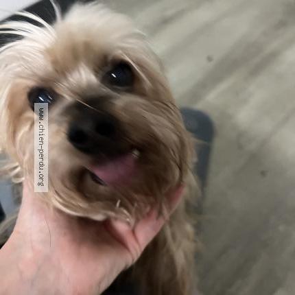 Photo de chien trouvé à La Rochelle