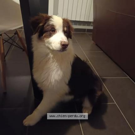 Photo 1/2 Chien retrouvé Perdu à Dinan