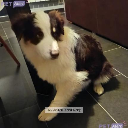 Photo 2/2 Chien retrouvé Perdu à Dinan