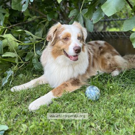 Photo 1/1 Chien retrouvé Perdu à Neuilly en thelle