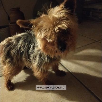 Photo 1/1 Chien retrouvé Trouvé à Nesmy