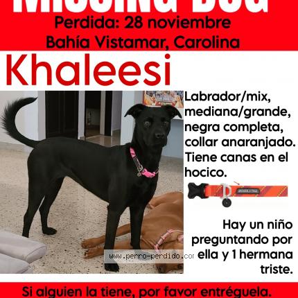 Photo 1/1 Khaleessi Chien perdu à Carolina