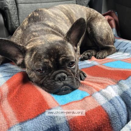 Photo 1/1 Chien retrouvé Perdu à Octeville