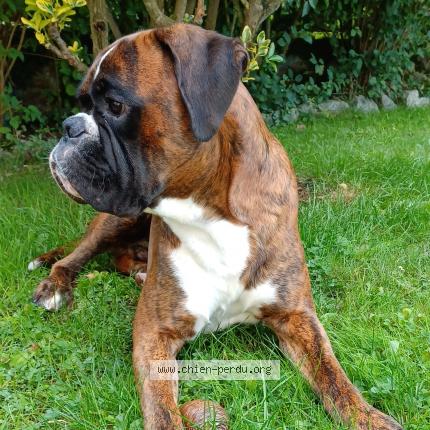 Photo 1/1 Chien retrouvé Perdu à Saint sauveur des landes 35133