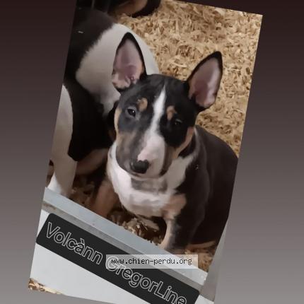 Photo 1/1 Chien retrouvé Perdu à Saint pierre les elbeuf