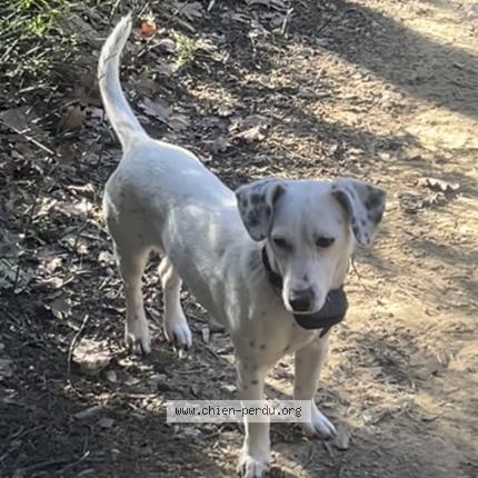 Photo 1/1 Chien retrouvé Perdu à Carpentras