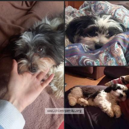 Photo 1/1 Chien retrouvé Perdu à Cormeilles en parisis