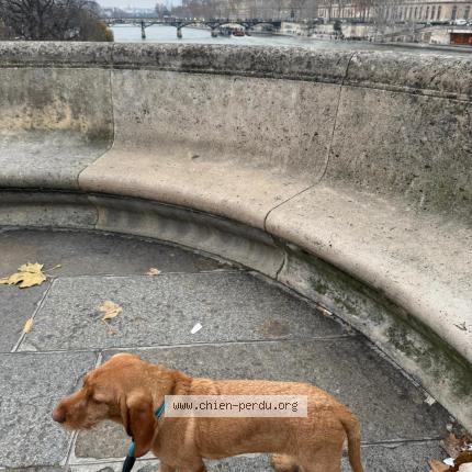 Photo 1/1 Chien retrouvé Perdu à Fontainebleau