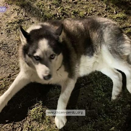 Photo de chien perdu à Plelan Le Petit