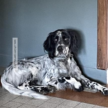 Photo 1/1 Chien retrouvé Perdu à Saint sulpice la pointe