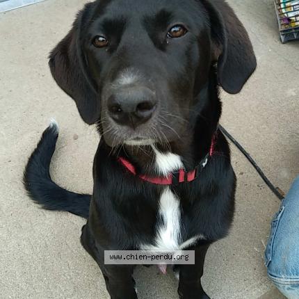 Photo 1/1 Chien retrouvé Perdu à Fachin