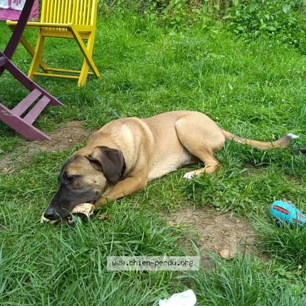 Photo 1/1 Chien retrouvé Perdu à Fachin