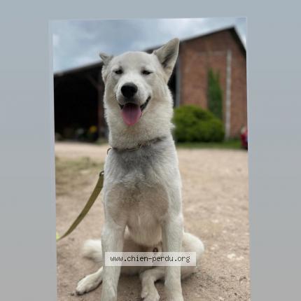 Photo 1/1 Chien retrouvé Perdu à Rouffignac