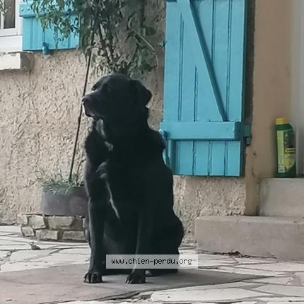 Photo de chien perdu à Le Vaumain