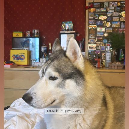 Photo de chien perdu à Hieres Sur Amby