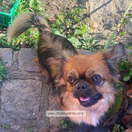 Photo 1/1 Chien retrouvé Perdu à Saint priest en jarez