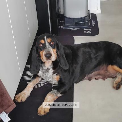 Photo 1/1 Chien retrouvé Perdu à Chennevieres sur marne