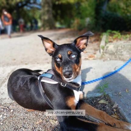 Photo 1/1 Chien retrouvé Perdu à Lyon