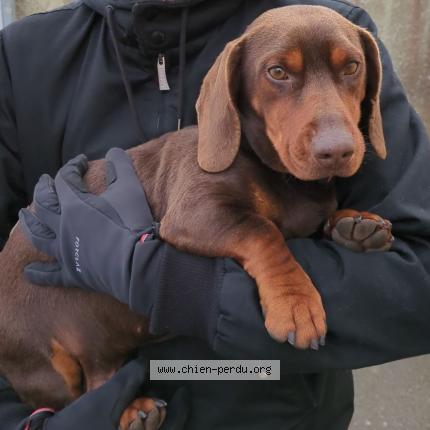 Photo 1/1 Chien retrouvé Trouvé à Reze