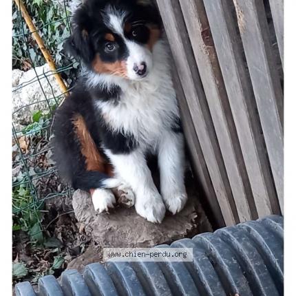 Photo 1/1 Chien retrouvé Perdu à Angers