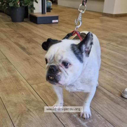 Photo de chien trouvé à Viry Chatillon