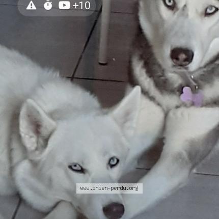 Photo 1/1 Chien retrouvé Perdu à Beaumont le roger