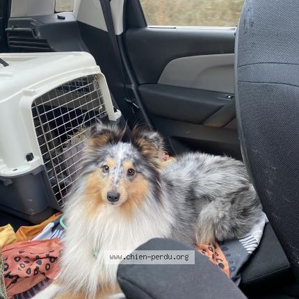 Photo 1/1 Chien retrouvé Perdu à Chatenoy