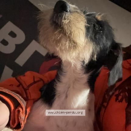 Photo 1/1 Chien retrouvé Perdu à Labastide saint pierre