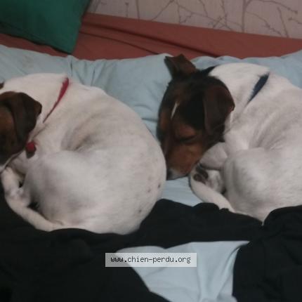 Photo 1/1 Chien retrouvé Perdu à Caveirac