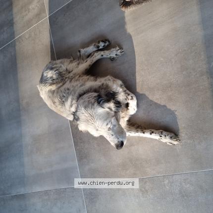 Photo de chien trouvé à St Pierre De Mons