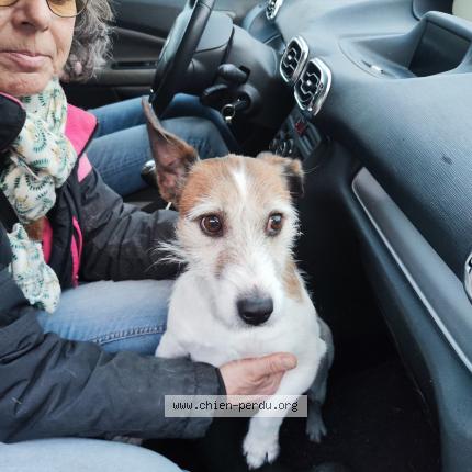 Photo de chien trouvé à Louroux Hodement